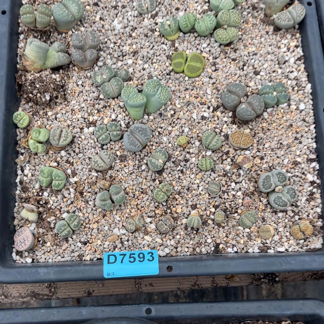 繁***花7593筐福利不售后