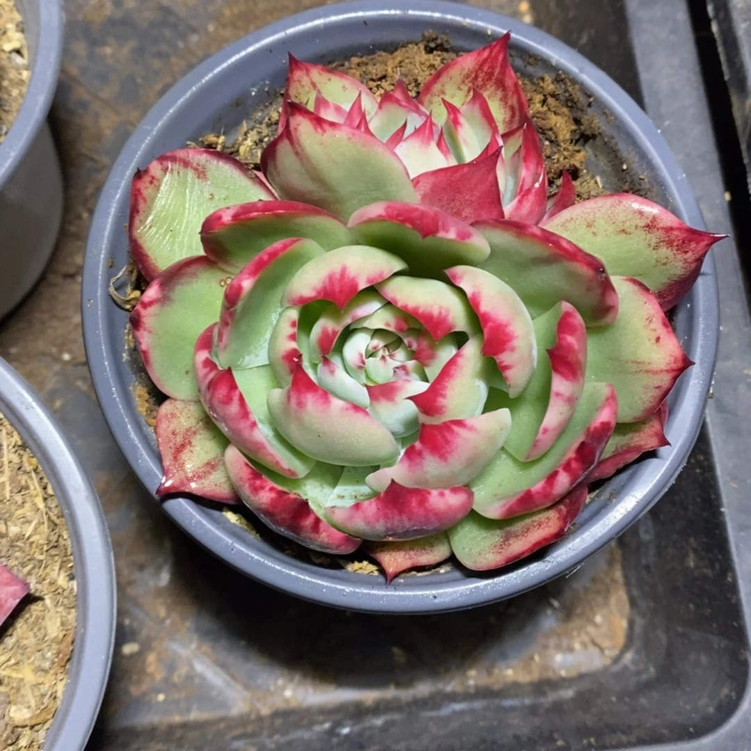 @***璐          49。