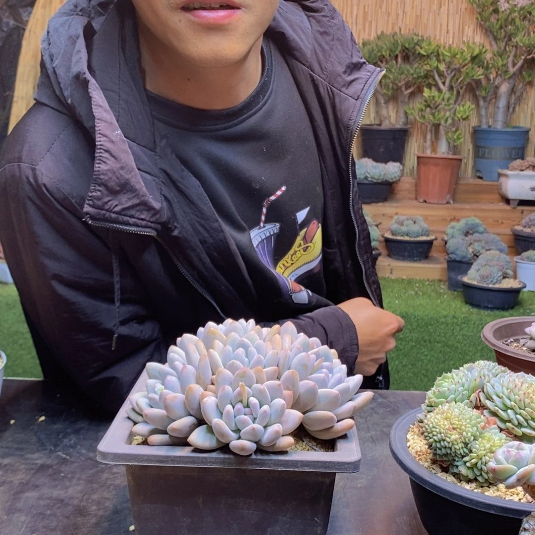 楠**妈125号香水多肉群