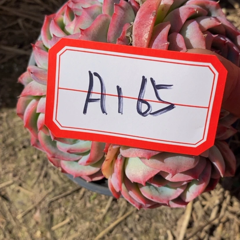 【闪购商品】向*花多肉植物