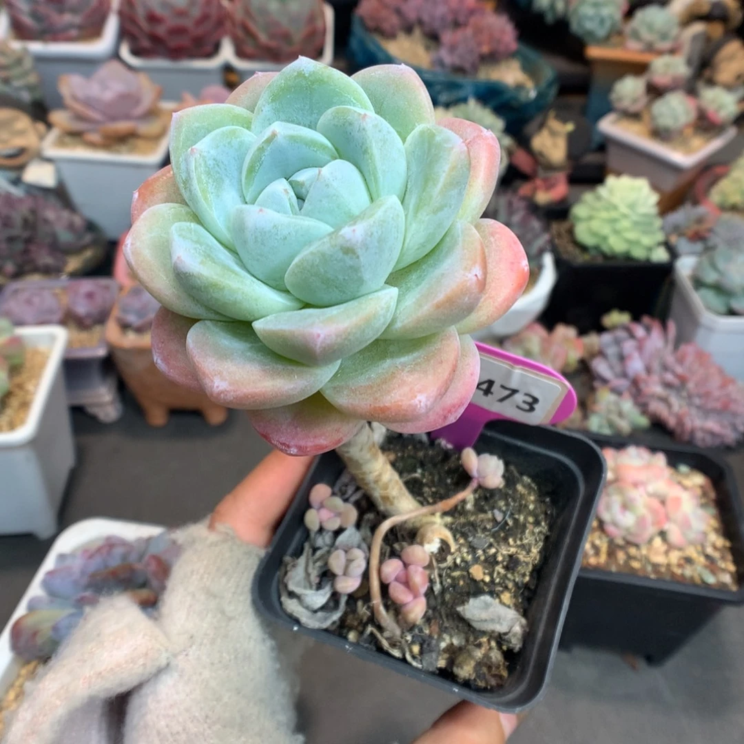 473嫁接冰玉多肉植物