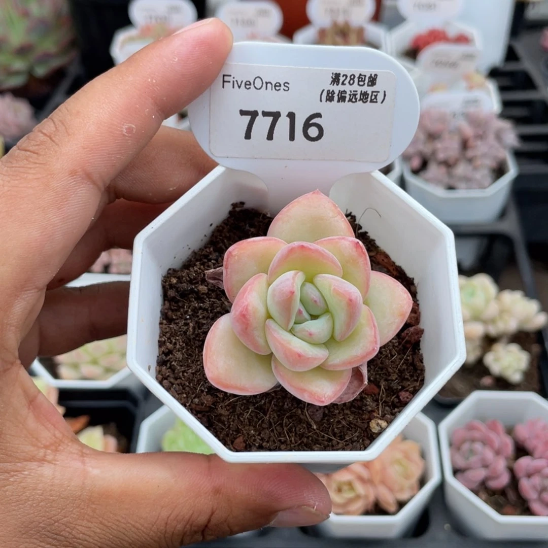 7716奶油泡芙4.5厘米