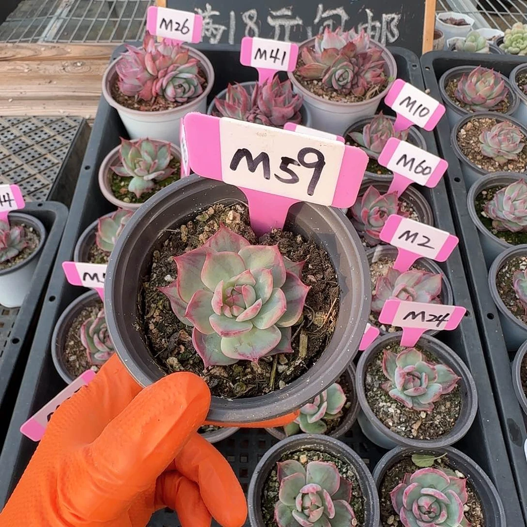 熊***毛M59惊鸿单头多肉