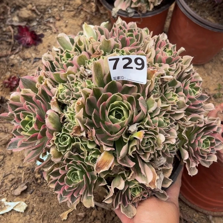 白凤多肉植物729