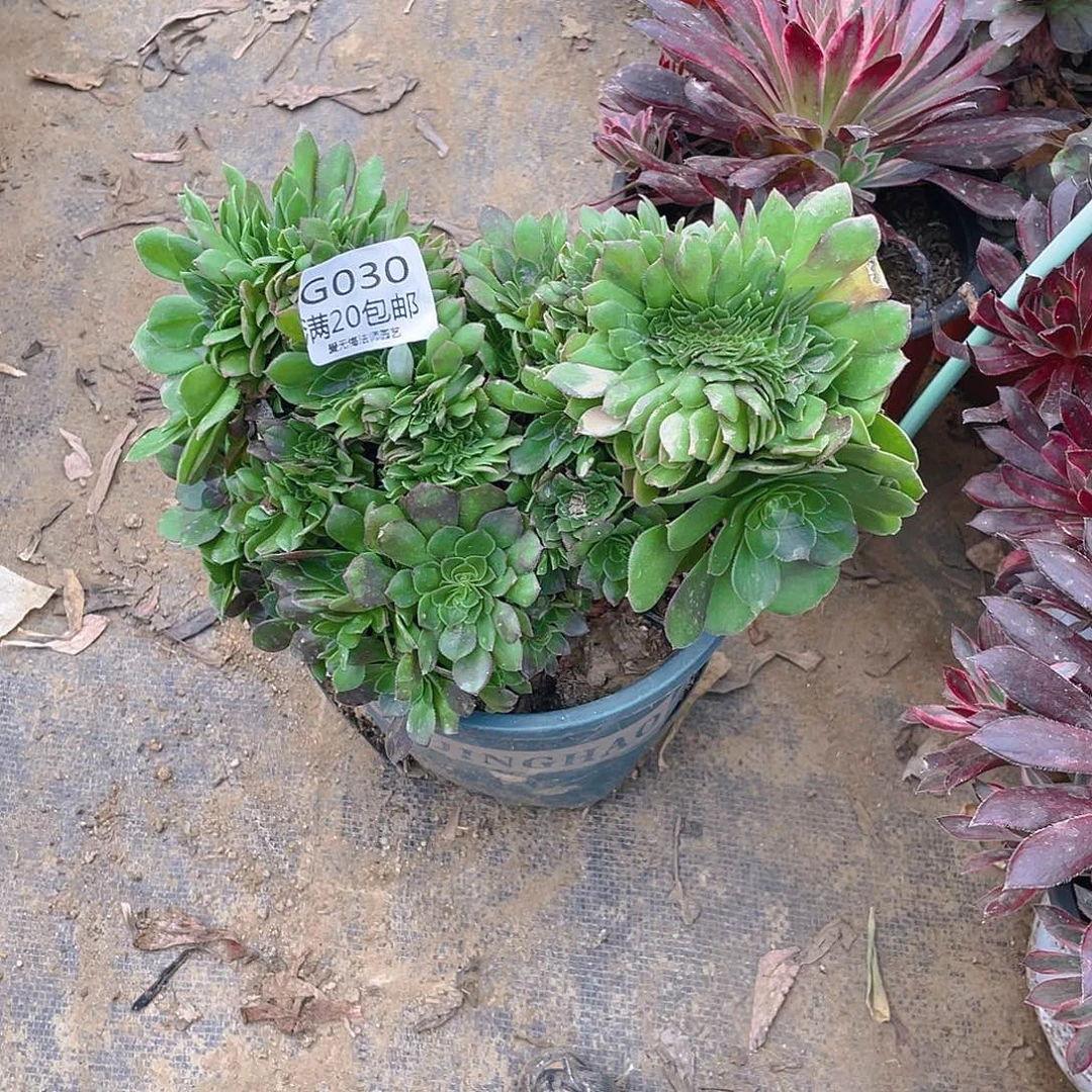 30万圣节缀化多肉有伤小损不包