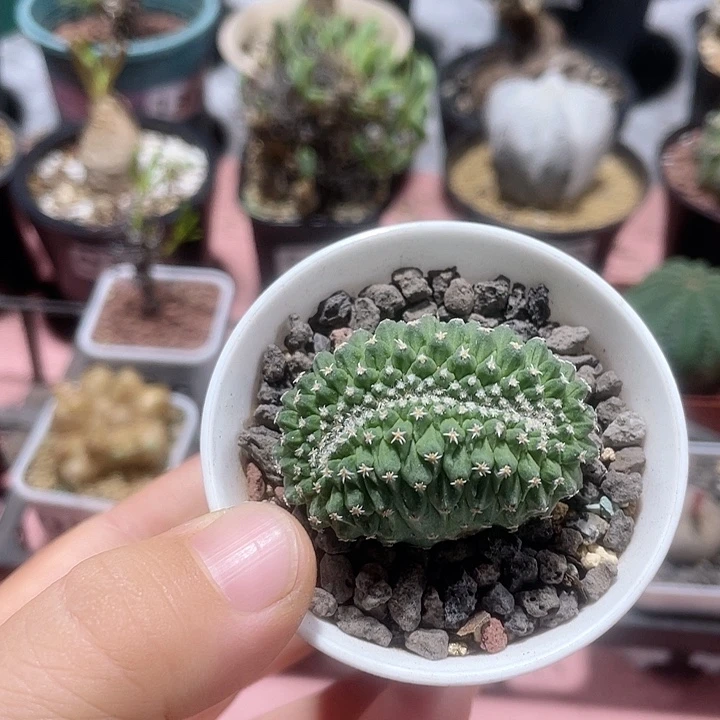 066实生菊水缀化，