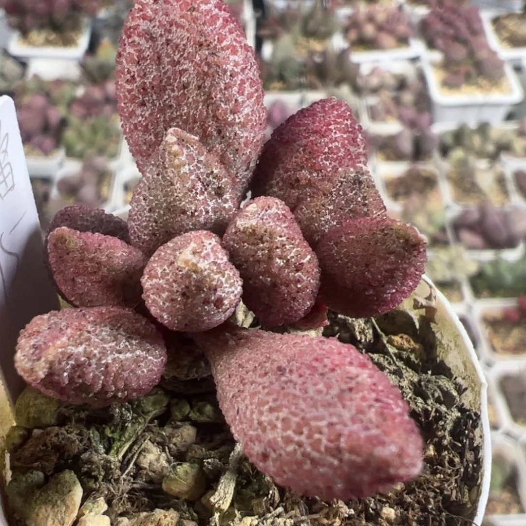 每**读黑酱多头纯木质桩多肉植物