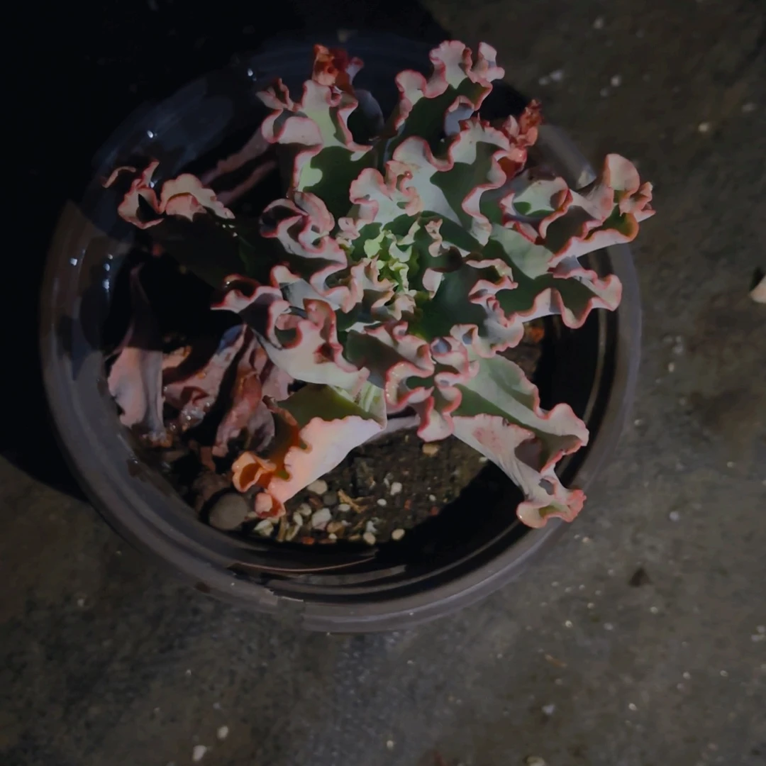 水瓶座新疆包邮老桩