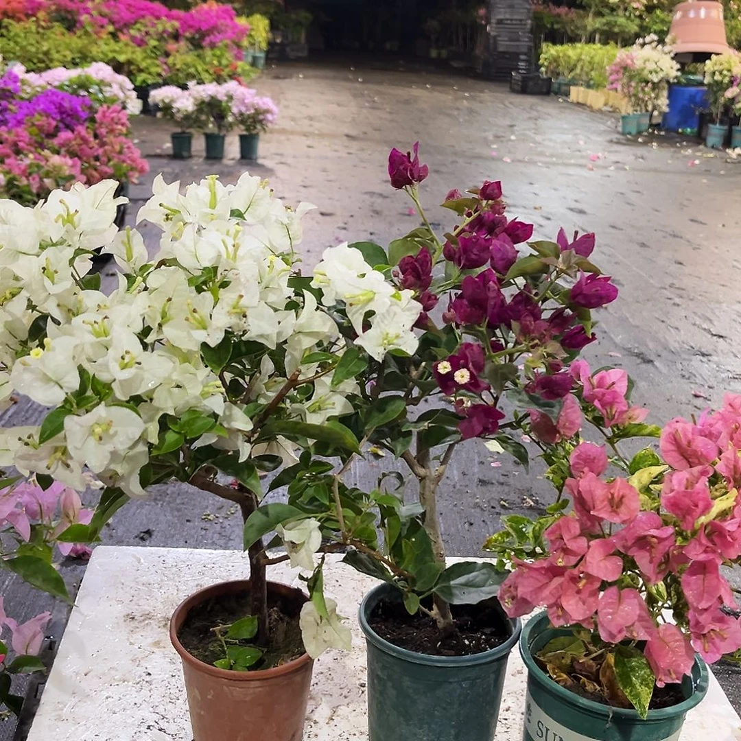 大部分花苞少量开放白雪公主，黑暗行者，班叶米罗