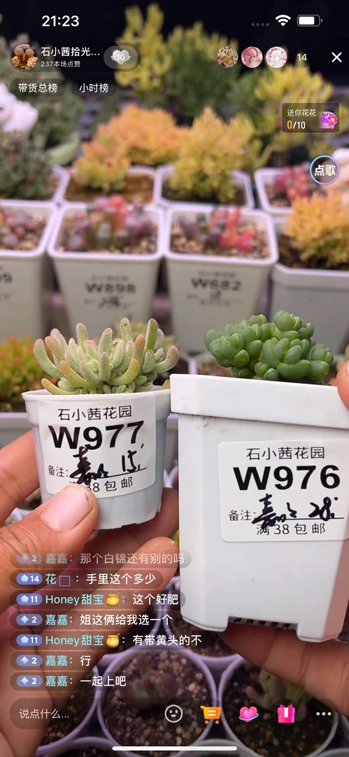 嘉嘉-橙叶锦元宝-多肉植物枝干番杏