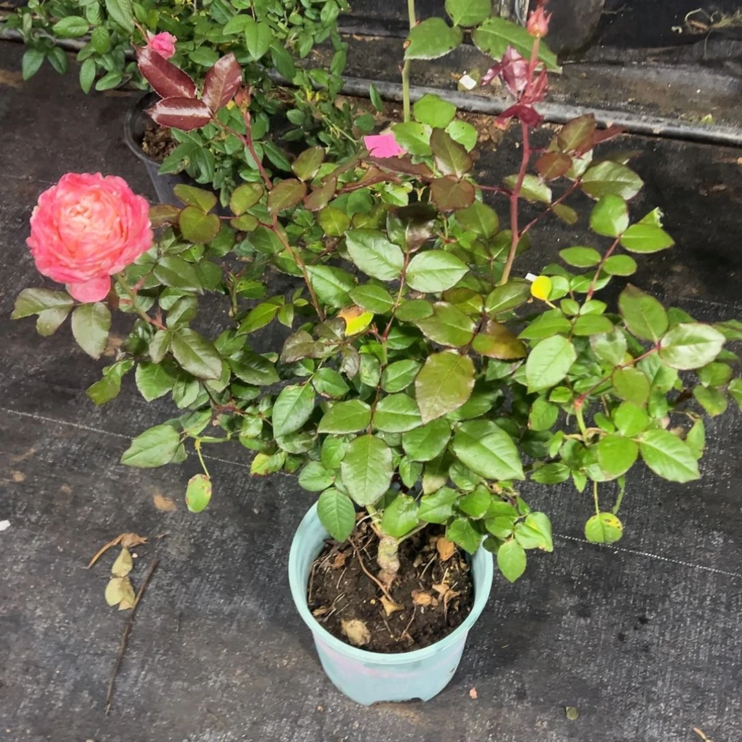 无花朵一物一拍292号