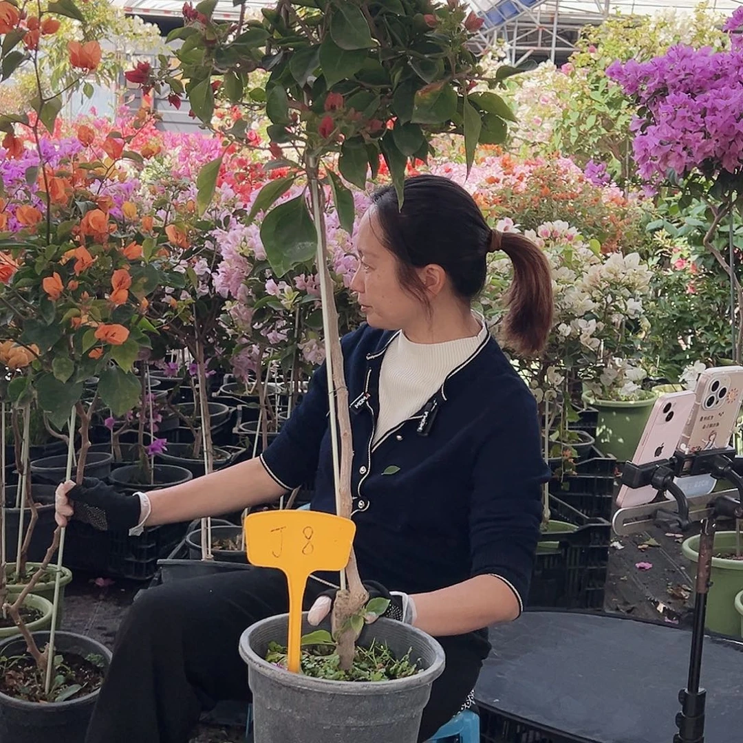 马***薯大部分花苞少量开放J3佩德罗