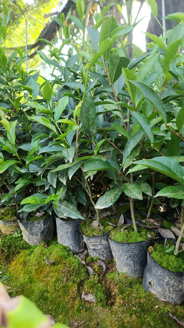 凤凰单丛茶苗系列    大乌叶营养杯苗200棵起拍，下单前咨询客服