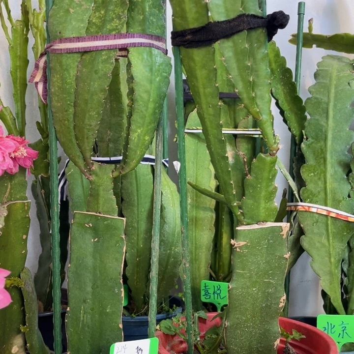 当前无花栽培后可以开花甜*蜜小红小粉