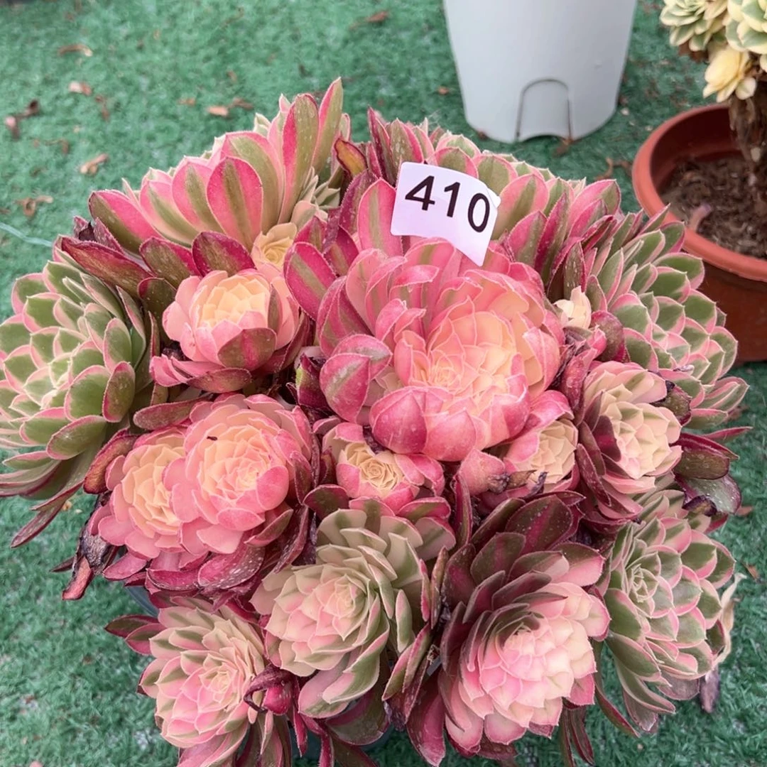 410玉芙蓉法师多肉植物