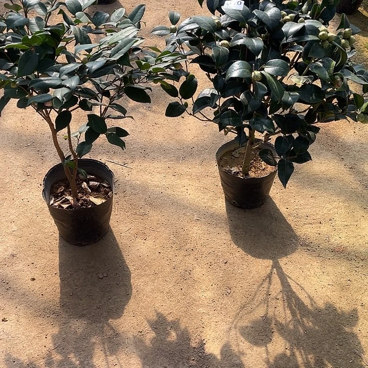 完全开放608.610香妃茶花