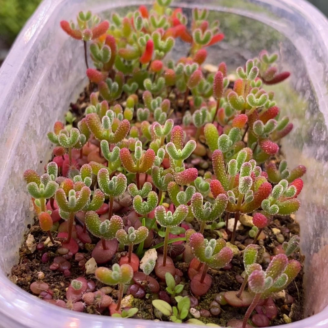 512混合切糕。  10个品种。