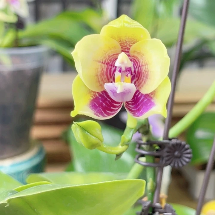 完全开放弥陀206-特价福利-1940