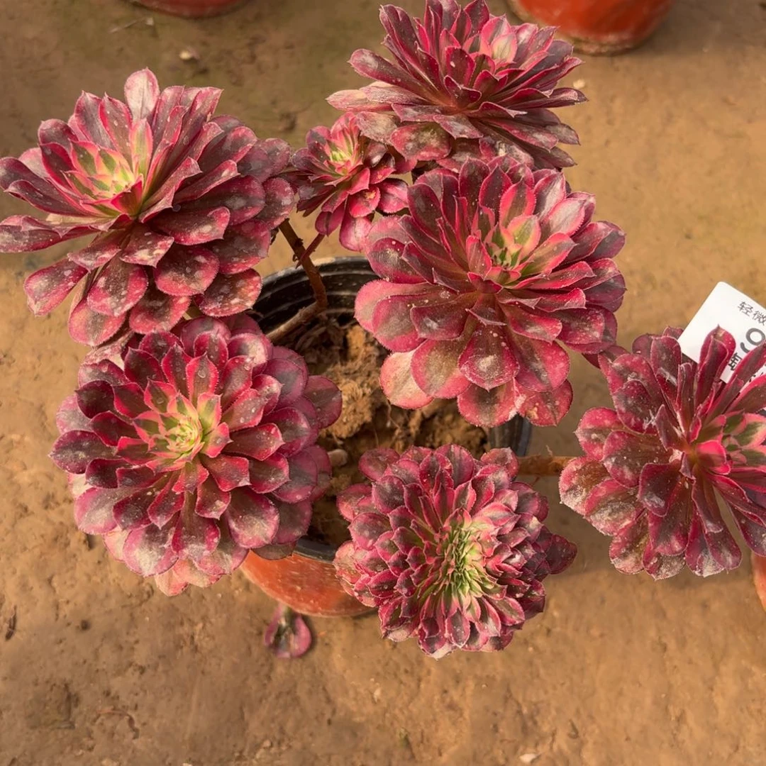 986月亮石缀化多肉植物法师