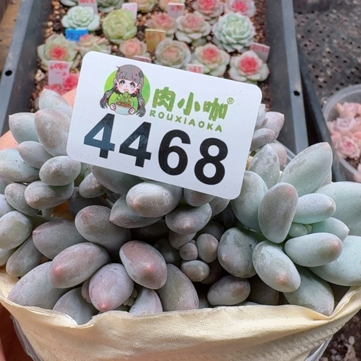 多肉植物多肉植物