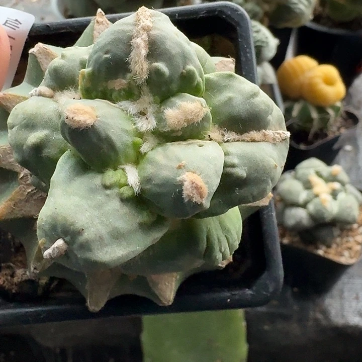 无花朵481白肌大尤怒涛有背涛