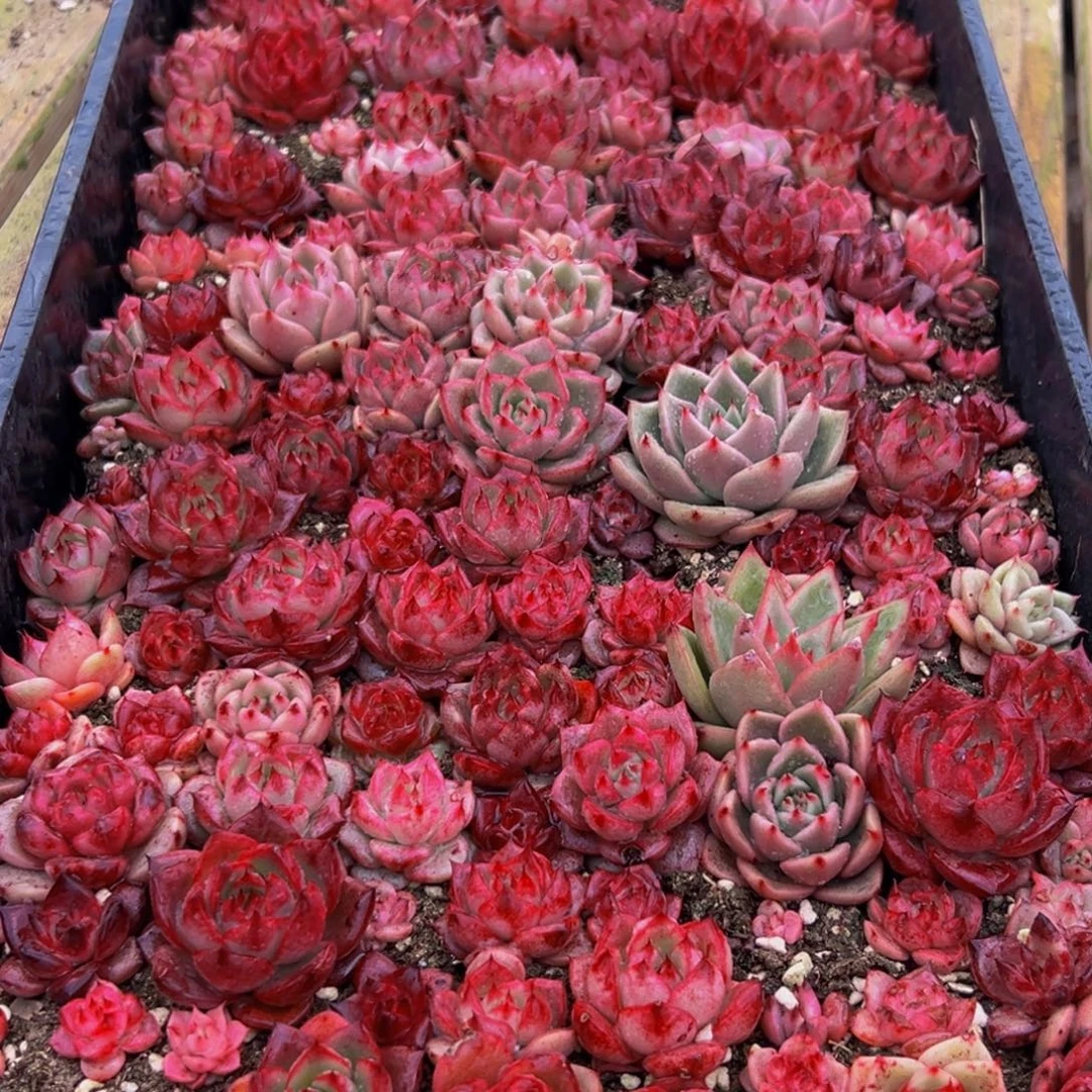 081多肉葡萄的味道是真的很