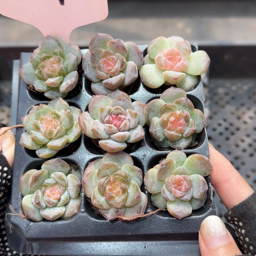 101满38包邮➗偏远发货后不退货退款