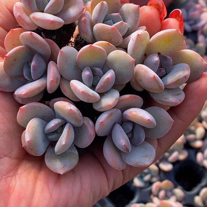 奶茶10颗  满9.99发货不满9.99发叶子）