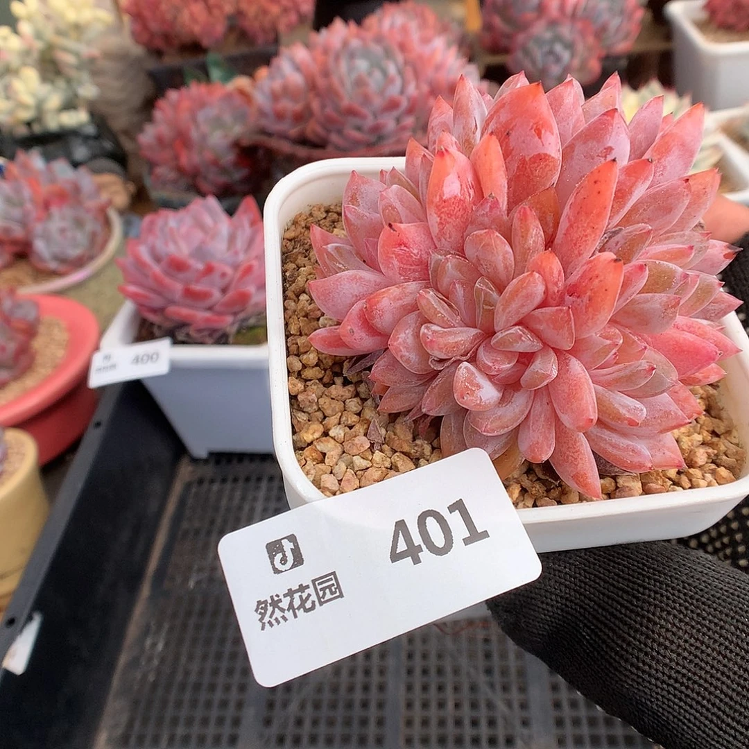 401雪天使多肉植物6666