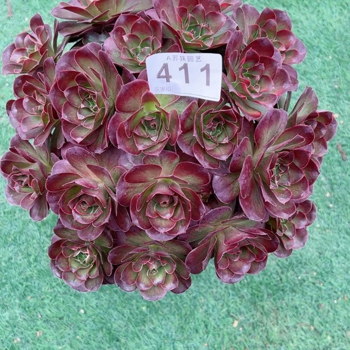 无花朵411魅金玫瑰法师