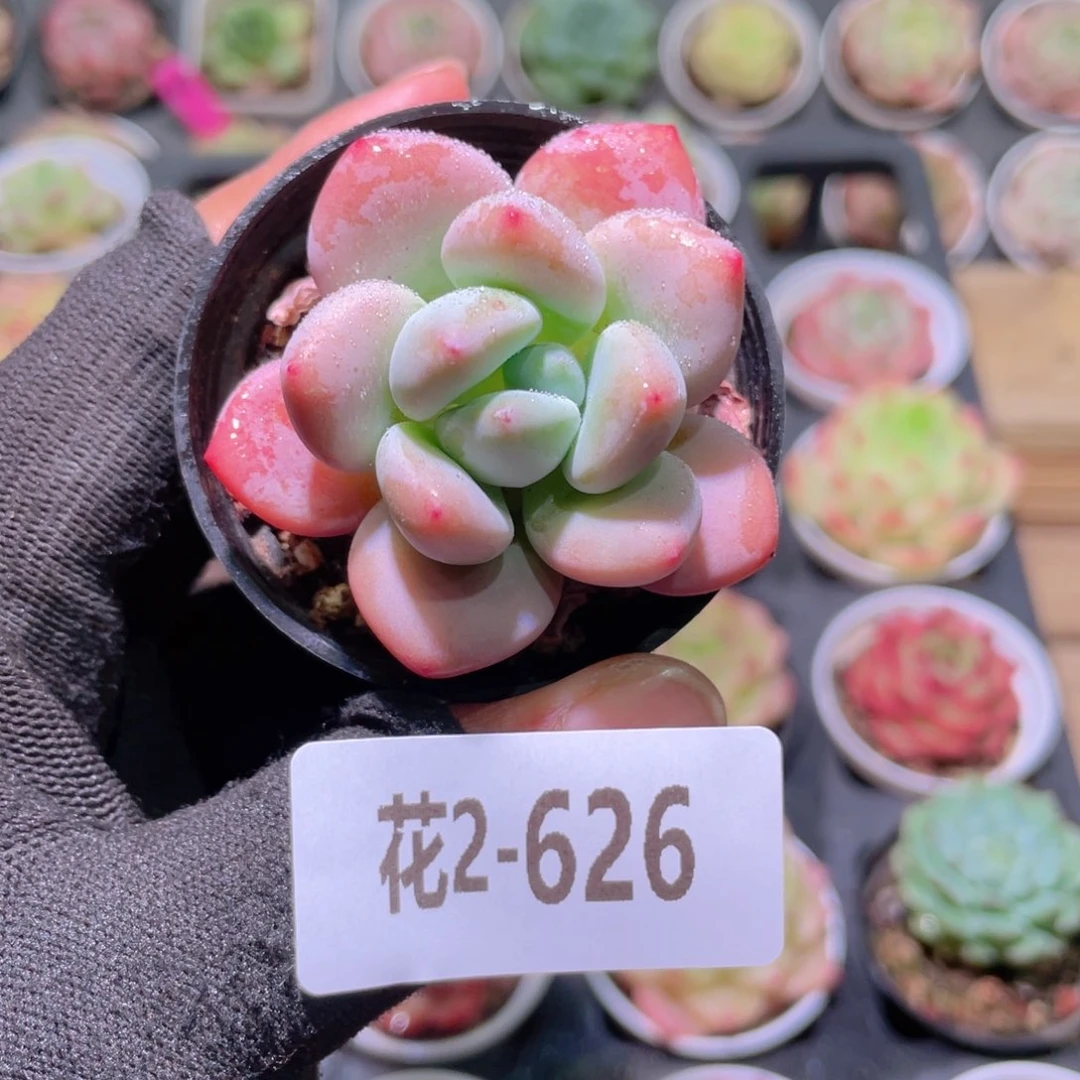 花利美2-626洛神