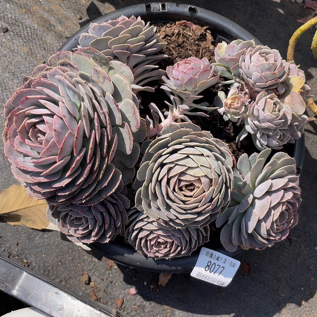 阿*天赐8077多肉