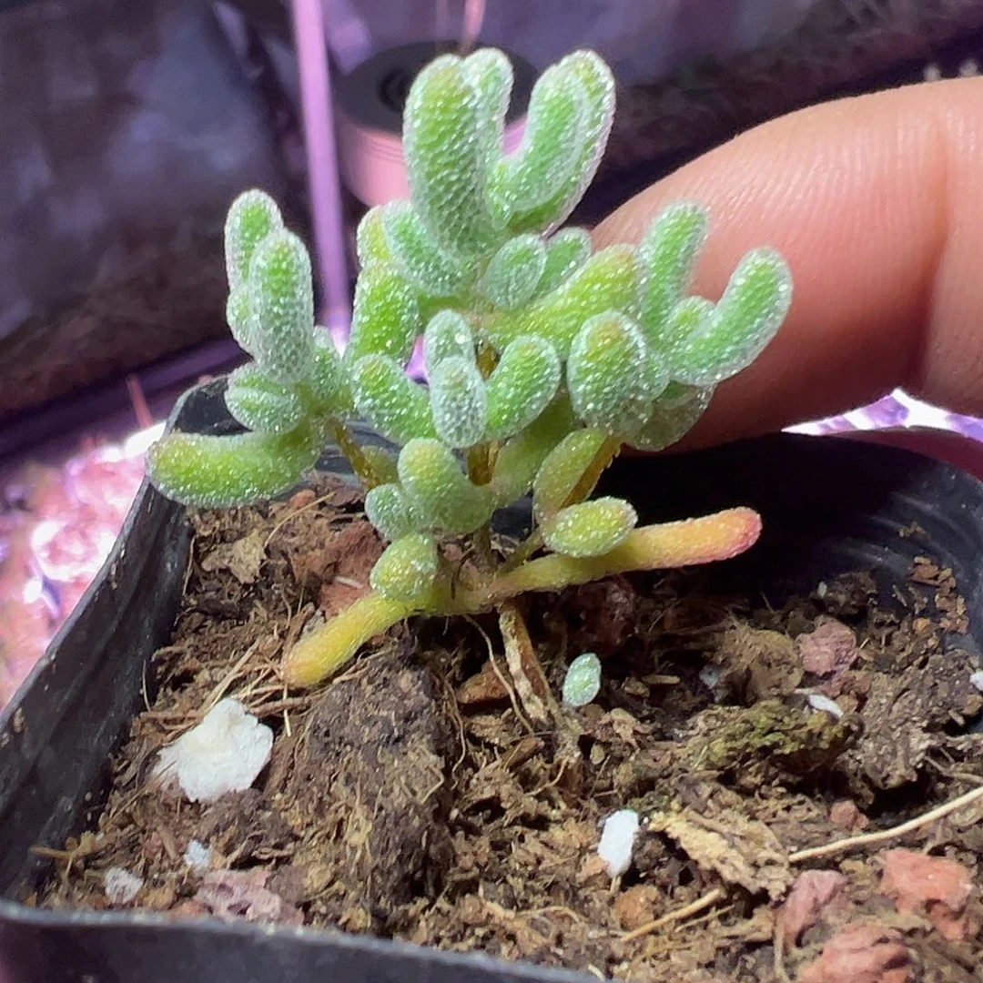 实生冰晶55杯老桩