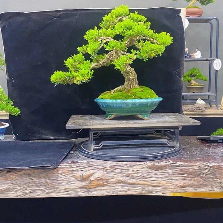 无花朵黄杨盆景四季常青不落叶