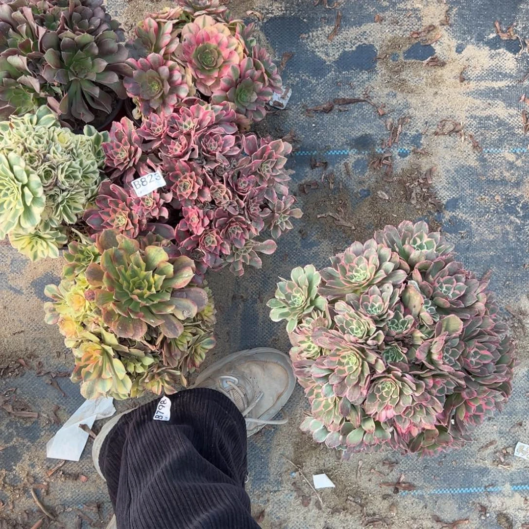 823五颗组合多肉植物法师多肉