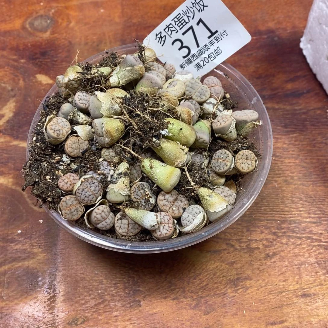 一****?多肉蛋炒饭，感谢您相伴371