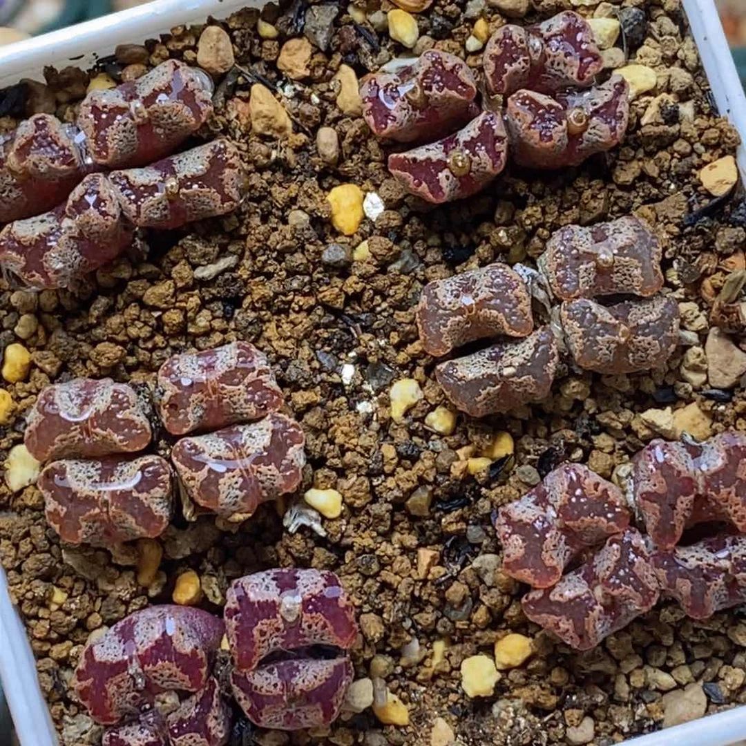 6颗蝴蝶蝴蝶蝴蝶