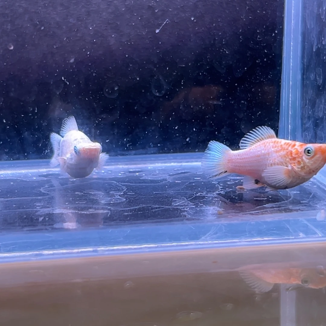 孔雀鱼玛丽崽子两条