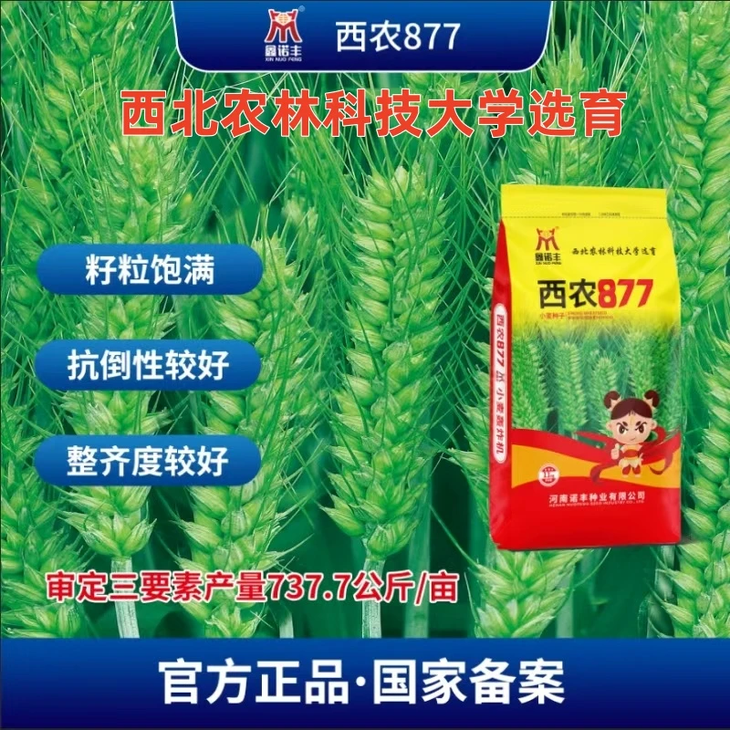 西农877最新国审冷型小麦 抗寒耐高温 稳产高产