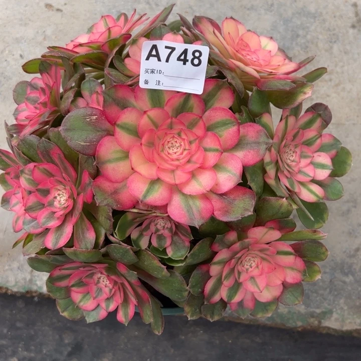 748荔枝22厘米左右