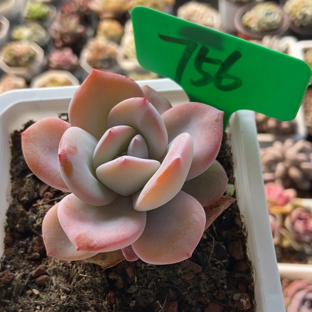 756奶茶多肉植物保护