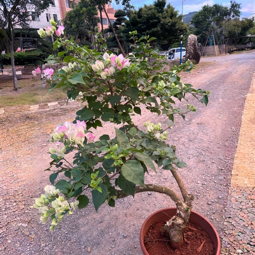 三角梅多品种组合绿樱漳红樱重瓣老桩勤花大苗带花盆栽四季开花