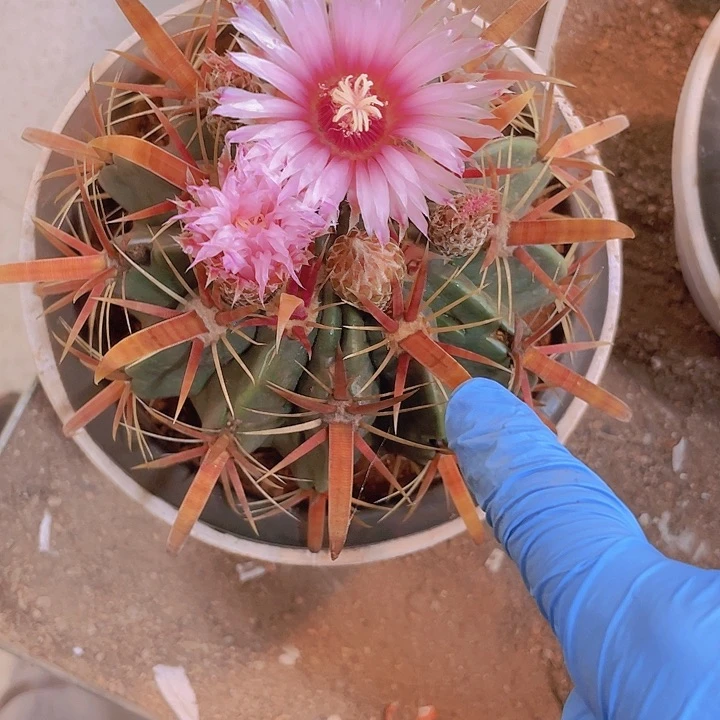 无花朵顺风顺水？顺风顺水