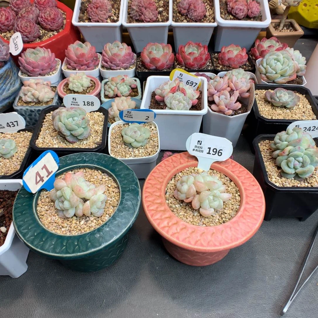 ？196-41 两个透心冰玉