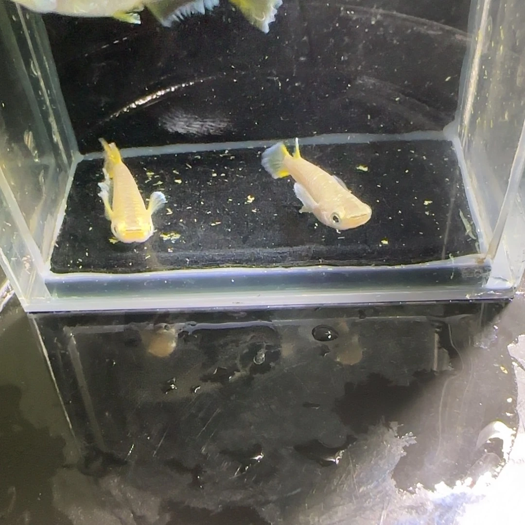 青鳉鱼观背青鱂一物一拍105