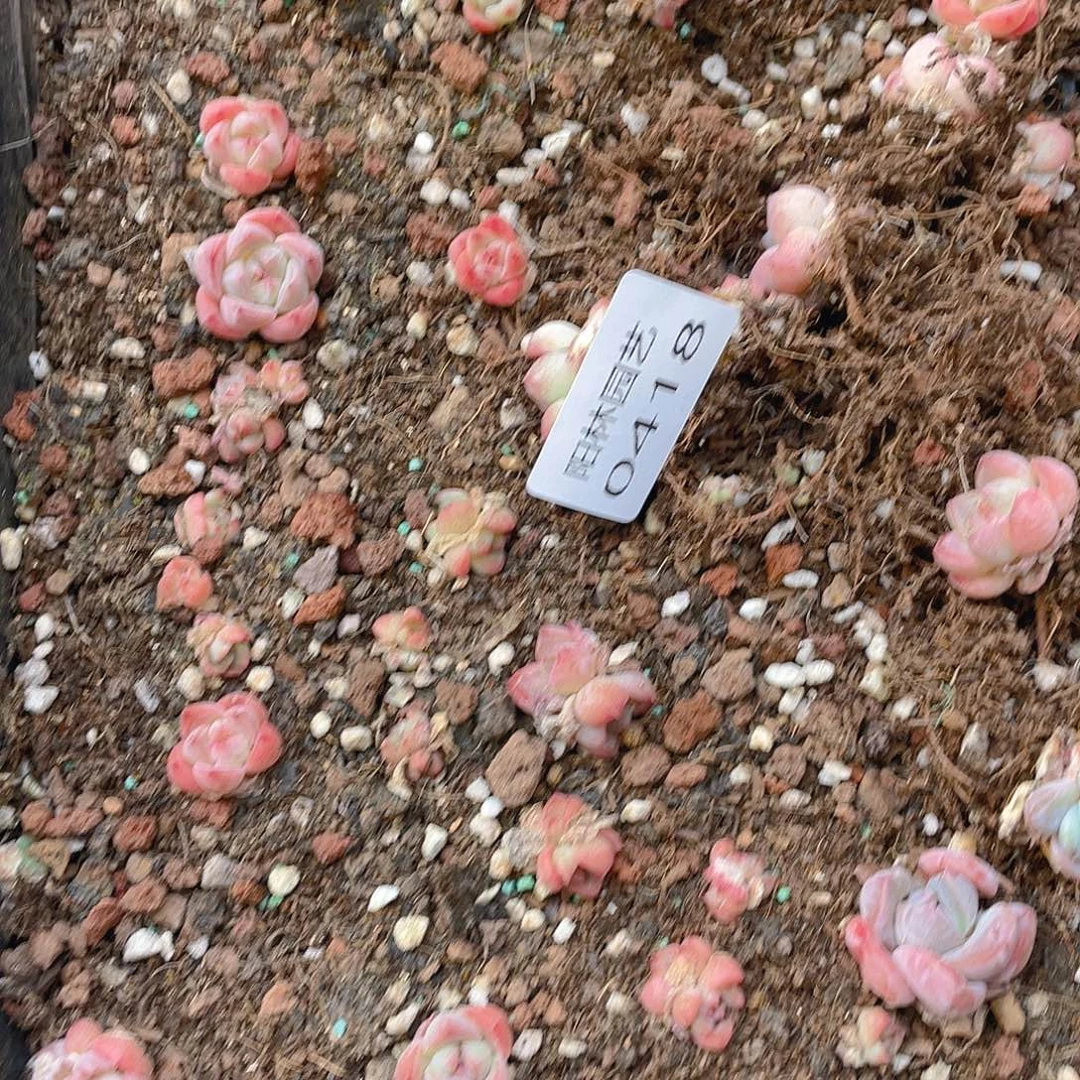 多肉植物多肉植物418