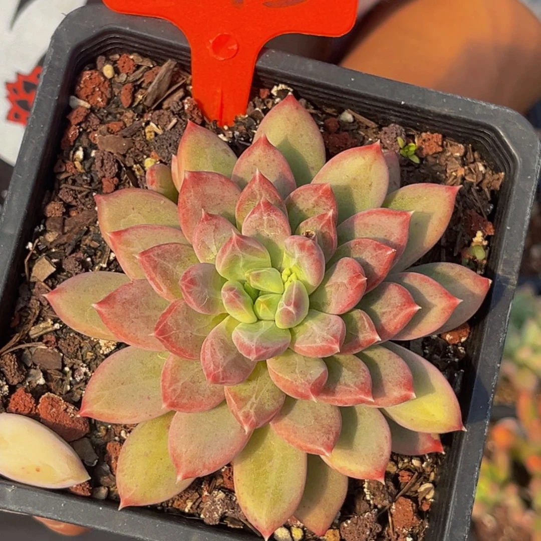 1113号上午多肉植物群生多肉植物