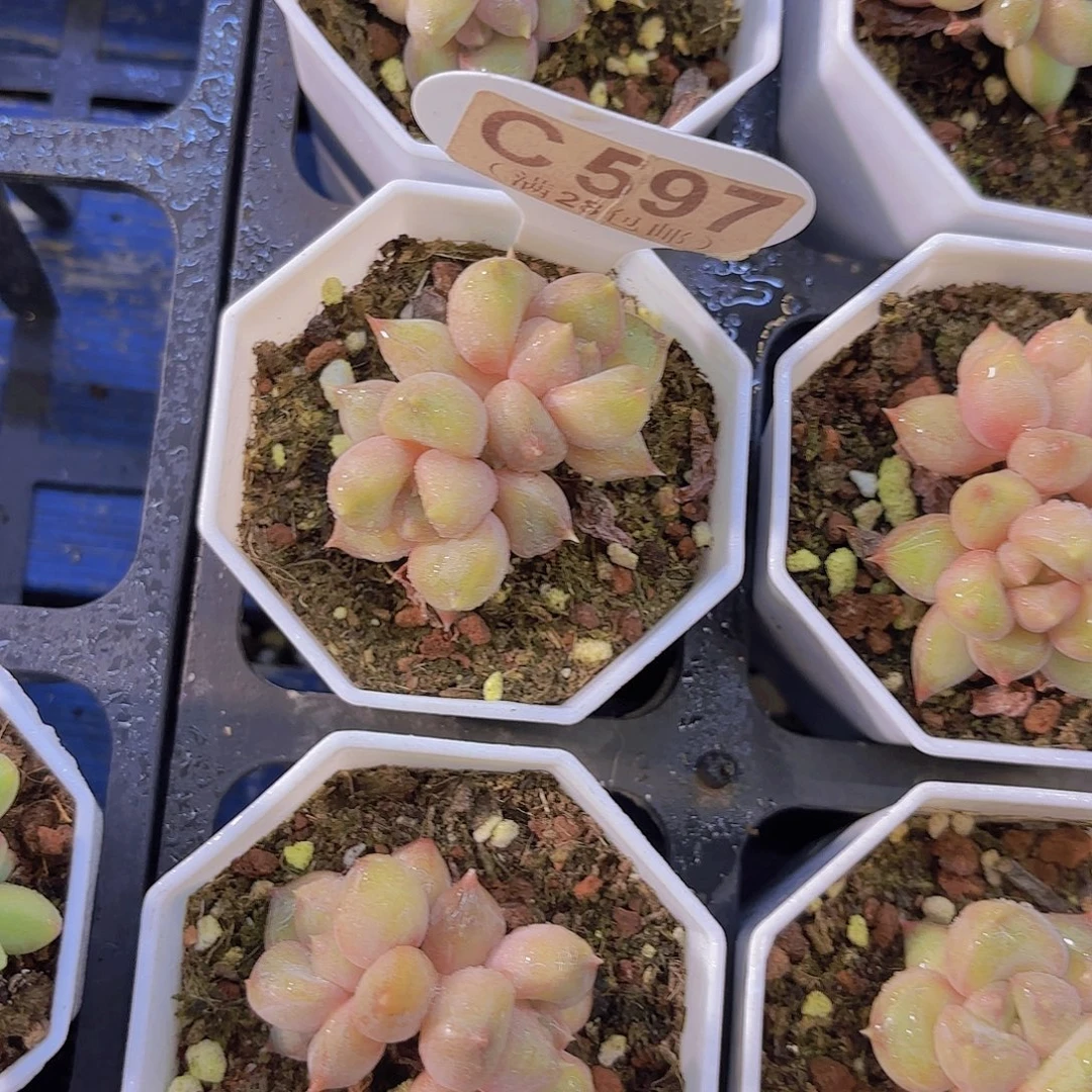 C597红象牙一物一拍