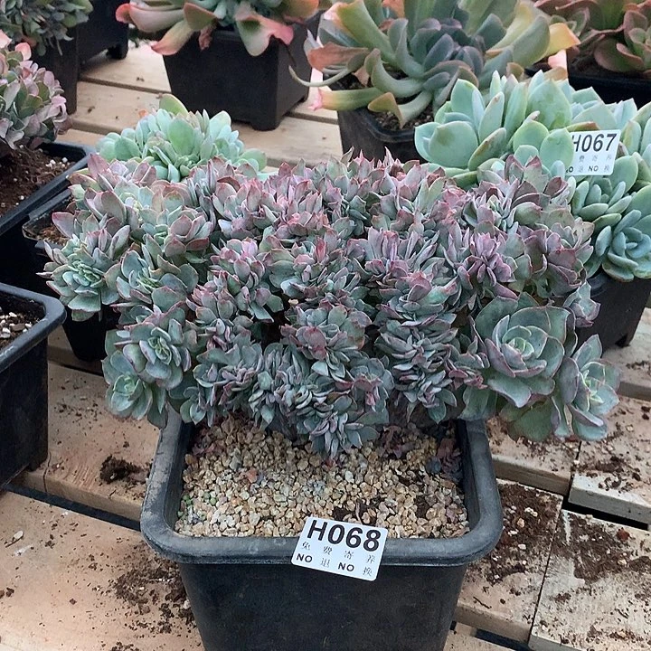 霞光缀化 巨无霸  非偏远38包邮节后发货请联系