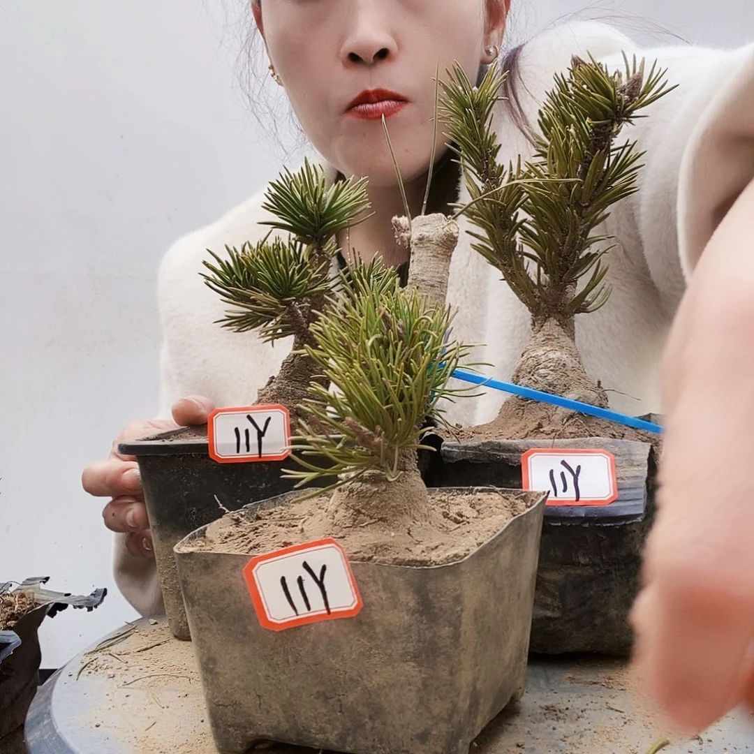 植物形态多年生草本